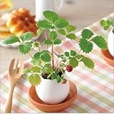 3pcs/lot Novelty Magic egg Mini bonsai withour tray interesting home garden supplies