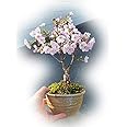 御殿場桜盆栽 一重のピンクかわいいミニサクラ盆栽 桜盆栽で自宅で お花見が楽しめます