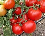 野菜の種赤いトマトフロリダF1耐熱ハイブリッドNON-GMO