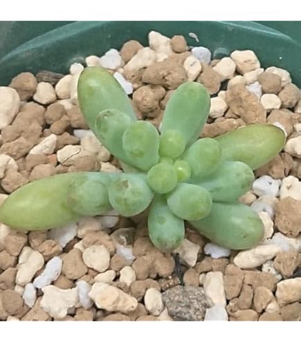 Amazon.co.jp: 多肉植物 セダム属 銘月 めいげつ カット極小苗 7.5cm