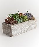 Shop Succulents (30.48cm)Wood Succulent Planter - Comes Planted with Live Succulent Plants (White) S