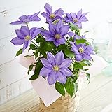 母の日 クレマチス ヤング 鉢花 フラワーギフト プレゼント