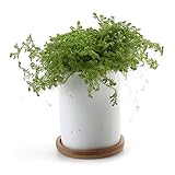 T4U 7CM 陶器鉢 白 円筒 植木鉢 多肉植物 サボテン鉢　竹トレイ付き