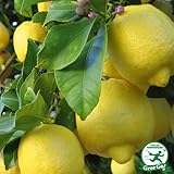 レモン 苗木 【瀬戸内レモン】 1年生 接ぎ木 苗