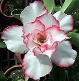 40 Fresh seedsアデニウム アラビカム オベスム 砂漠のバラ種子(40粒)塊根植物種子Adenium obesum Desert Roses seeds no150-Double-swee