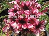 100％本物の "Moungsakda「アデニウムObesum種子 - 10 SEEDS - 盆栽デザートローズフラワー植物の種子