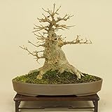 楓 / カエデ 小葉性（小品盆栽） 【雑木盆栽】いよじ園