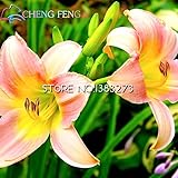 50 Particles / lot Lily Plant Seed Potted Bonsai Plants Flower Seeds for Home Garden giant Bulbs Flo