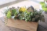 多肉植物 寄せ植え セット taniku ガーデン ウッド BOX Lサイズ