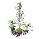 オンリーワン　エントランス向け植栽セット　ブリーゼ　オリーブ　やさしい景色　UN6-SET13