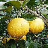 みかん 苗木 黄金柑（おうごんかん） 15cmポット苗 ミカン苗