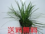 【ノーブランド品】リュウノヒゲ/9cmポット【56本セット】