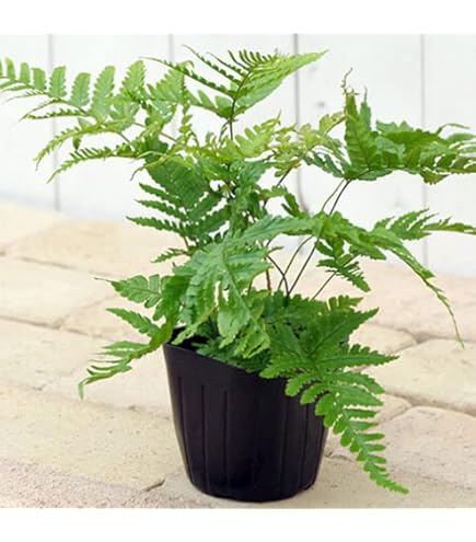 Amazon｜ピロシア：ロンギフォリア 3号ポット[シダの仲間]｜観葉植物