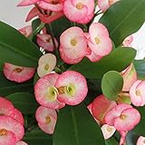 トゲ無し大輪ハナキリン（花キリン）：シャインキッス・ピンク系5号鉢植え[とげがない！開花期が長い！] ノーブランド品