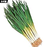 国華園　ネギ苗 京都産九条干し太ネギ 3kg【※発送が国華園からの場合のみ正規品です】