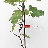ぶどう 苗木 メルロー 13.5cmポット苗 ブドウ 苗 葡萄