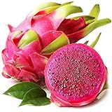 ドラゴンフルーツ 【4点セット】火龍果 約1.8kg 赤肉種 4玉入り