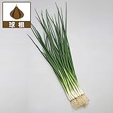 野菜球根パック：わけぎ約180g入り 2パックセット[分葱の球根] ノーブランド品