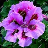 50Pcs Rare Geranium Seeds Giant Geranium Collection Pelargonium Perennial Flower Seeds Bonsai Potted