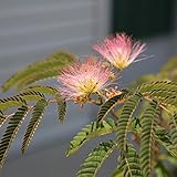 苗：ネムの木（ピンク）