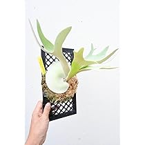 Amazon.co.jp: P.veitchii silver frond @bikamori.com