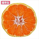 国華園　果樹苗　カンキツ　肥のあけぼの極早生　3株【※発送が国華園からの場合のみ正規品です】