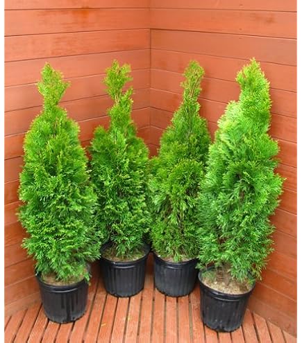 Amazon.co.jp: エレガンテシマ4本セット（コニファー） ～グリーン系