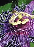 Passion flower (Passiflora incarnata),100pcs/bag Certified Pure Live Seed,tropical flower seeds for 