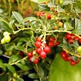 コケモモ：リンゴンベリー 4号ポット[テレビでも紹介された北欧などに自生する注目小果樹！][苗木] ノーブランド品