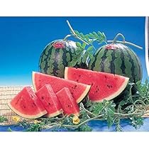 Amazon.co.jp: すいか スイカ 熊本県産 1箱 4kg×2玉 高級すいか