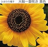 ひまわり 種子 大輪一重咲 黄色 1リットル（約5000粒)
