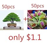 bonsai seeds 50pieces japanese pine tree 50 flytrap seeds for gift rare bonsai tree seeds for home g