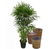 シュロチク 10号サイズ Type2 【バスケット(鉢カバー) 付き】 バスケット03