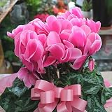 季節の鉢植え シクラメン やさしいピンク色の花 誕生日プレゼントやお歳暮に贈る鉢花ギフト