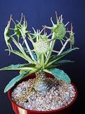 163.変な形の花が咲くソマリア原産の植物　ドルステニア・ホルウッディ。比較的育てやすい種です。(DORSTENIA HORWOODII 5粒) [並行輸入品]