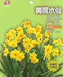 球根お徳用水仙「黄房咲き水仙」10球入
