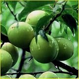 梅(ウメ)苗木　玉英梅