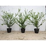 【10本セット】 マメツゲ 樹高0.4m前後 15cmポット まめつげ 苗木 植木 苗 庭木 生け垣