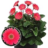 国華園　花苗 宿根ガーベラ ハート 1株【※発送が国華園からの場合のみ正規品です】