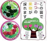 ハイブリッドプランツ：サクランボ(カナディアンチェリーと佐藤錦）7号鉢植え[高接ぎペアフルーツ] ノーブランド品