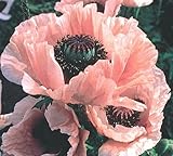 Papaver Coral Reef - Poppy Coral Reef - 30 seeds