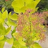 スモークツリー・ゴールデン スピリット 4年生苗