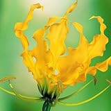 国華園　春植え球根 グロリオサ ルテア 2球【※発送が国華園からの場合のみ正規品です】