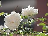 60 Rose Seeds / Pack, Rare Beautiful Rose Flower seeds with Red Edge Seedling Seed