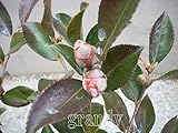 寒椿(赤) 10本