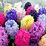TOPmountain 混合色ヒヤシンススオリエンタルシ種子 300個 植物の花の家の装飾 香り豊かな花の種子を簡単に成長