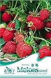 イチゴ種子の3パック150、おいしい甘いフルーツシードB003