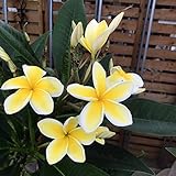 プルメリア　セラダイン開花中株 モロカイ島のセラダイン｜そだレポ（栽培レポート）byごまごま