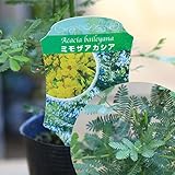 黄色いお花とやわらかい葉の人気者！庭木・植木：アカシア　品種色々！（ミモザ、プルプレア、デアネイ、パール） (ミモザ)
