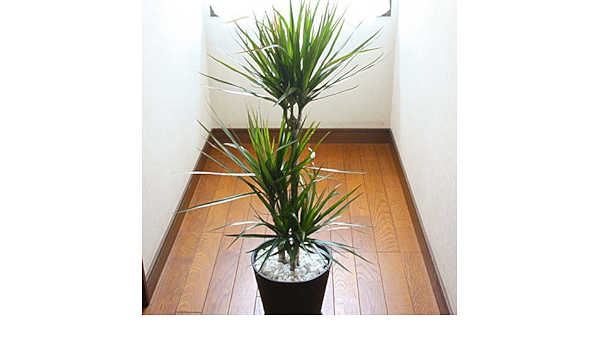 Amazon Co Jp 観葉植物 ドラセナ マジナータ 真実の木 コンシンネ 7号鉢植え ホーム キッチン